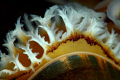   Gills mussels  